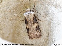 MJH_Shuttle-shaped Dart2_OM1-mz60mm-nl-15st_TKeep1108724WN v1