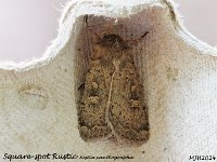 MJH_Square-spot Rustic_OM1-mz60mm-nl-15st_TKeep1108724WN v1