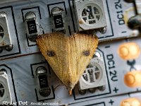 MJH_Straw Dot_OM1-mz60mm-nl-15st_TMest0108724WN v1