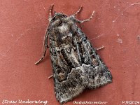 MJH_Straw Underwing_OM1-mz60mm-nl-15st_TKeep1708724WN v1