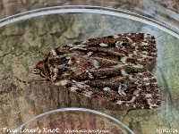 MJH_True Lover's Knot_OM1-mz60mm-nl-15st_TMest1308724WN v1