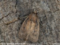 MJH_Twin-spotted Wainscot_OM1-mz60mm-nl-15st_TMest1308724WN v1