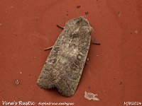 MJH_Vine's Rustic_OM1-mc60mm-V350-Cygnustech diff-15st_TKeep310824WN v1