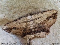 MJH_Waved Umber_OM1-mz60mm-nl-15st_TKeep1108724WN v1