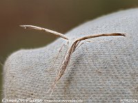 MJH_White Plume_OM1-mz60mm-nl-25st_TKeep1708724WN v1