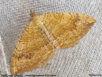 MJH_Yellow Shell_OM1-mz60mm-nl-15st_TKeep1708724WN v1