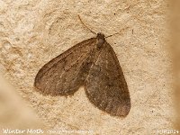 MJH_WINTER_OM1-mz60mm-V350-Cygtek-diff_5st_TChest021224_v1