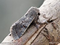 MJH_Clouded_Drab_OM1_TBGLincs170224 v1