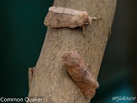 MJH_Common_QuakerX2_OM19014_BGTKeep290224 v1