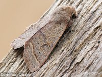 MJH_Common_Quaker_OM19014TC_TBGLincs170224