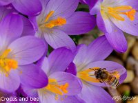 MJH_Croc-bee_OM1-90mm-TC14_Keep0224 v1