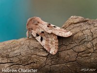 MJH_Hebrew_Character_0224