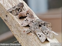 MJH_Hebrew_Characterx7_OM19014_BGTKeep290224 v1