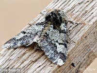 MJH_Oak_Beauty_OM19014TC_TBGLincs170224