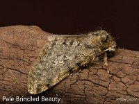 MJH_Pale_Brindled_Beauty_0224