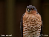 MJH_Sp_Hawk_02242