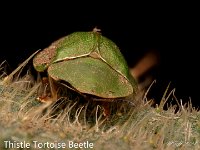 MJH_Thistle_Tortoise_Beetle2_0224