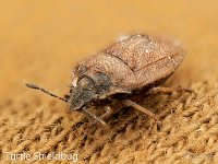 MJH_Turtle_Shieldbug_0224