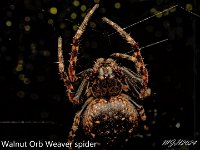 MJH_Walnut_Orb_Weaver_OM19014_Keep290224