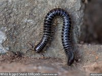 MJH_White legged_Snake_Millipede_OM1-90-14_TNotts0224_V2