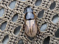 MJH_Aphodius-contaminatus_OM1-90-x1.4_Notts250124MJH (1)