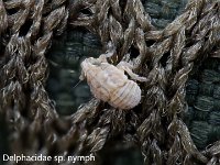 MJH_Delphacidae_0224