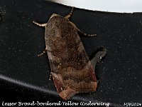MJHLesser Broad-bordered Yellow Underwing_OM1-mz60mm-nl-15st_TMest310724WN v1