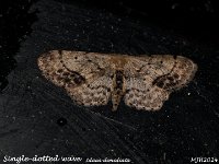 MJHSingle-dotted Wave_OM1-mz60mm-LED-3st_TMest030724WN2 v1