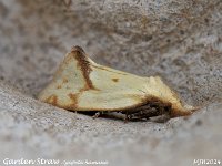 MJH_Agapeta hamana_OM1-mz60mm-nl-32st_TKeep130724WN v1