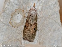 MJH_Bee Moth_OM1-mz60mm-nl-15st_TMest100724WN v1