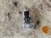 MJH_Birch Roller_OM1-60mm-nl_Keep140724WN v1