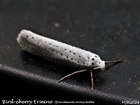 MJH_Bird-Cherry Ermine_OM1-mz60mm-nl-15st_TMest170724WN v1