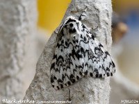 MJH_Black Arches_OM1-mz60mm-nl-15st_TMest170724WN v1