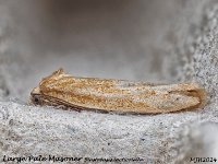 MJH_Blastobasis lacticolella_OM1-mz60mm-nl-15st_TKeep130724WN v1