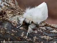 MJH_Brown-tail_OM1-mz60mm-nl-15st_TKeep200724WN v1