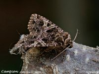 MJH_Campion_OM1-mz60mm-nl-15st_TKeep200724WN v1