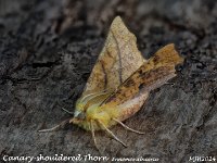 MJH_Canary-shouldered Thorn_OM1-mz60mm-nl-15st_TMest310724WN v1