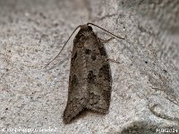 MJH_Cnephasia_OM1-mz60mm-nl-15st_TMest170724WN v1