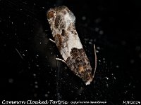 MJH_Common Cloaked Tortrix_OM1-mz60mm-LED-15st_TMest020724WN v1