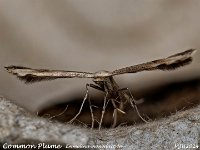 MJH_Common Plume_OM1-mz60mm-LED-15st_TMest020724WN v1