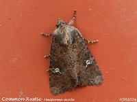 MJH_Common Rustic_OM1-mz60mm-nl-15st_TKeep130724WN v1