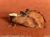 MJH_Coxcomb Prominent_OM1-mz60mm-nl-15st_TMest100724WN v1