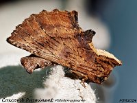 MJH_Coxcomb Prominent_OM1-mz60mm-nl-15st_TMest310724WN v1