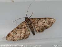 MJH_Double-striped Pug_OM1-mz60mm-LED-15st_TMest032724WN v1