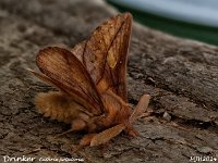 MJH_Drinker2_OM1-mz60mm-nl-15st_TMest310724WN v1