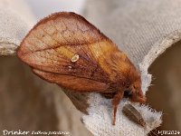 MJH_Drinker_OM1-mz60mm-nl-15st_TMest170724WN v1