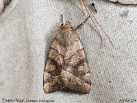 MJH_Dun-bar_OM1-mz60mm-nl-15st_TMest100724WN v1