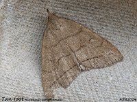 MJH_Fan-foot_OM1-mz60mm-nl-15st_TKeep130724-30WN v1