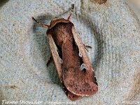 MJH_Flame Shoulder_OM1-mz60mm-nl-15st_TMest310724WN v1