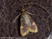 MJH_Gold Triangle_OM1-mz60mm-nl_Mest150724